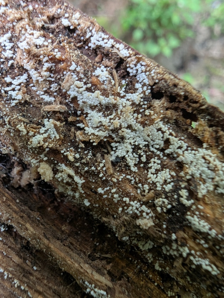 Henningsomyces candidus · April 2026 · photo: © atsushi_nakajima_cirque (iNaturalist, cc-by)