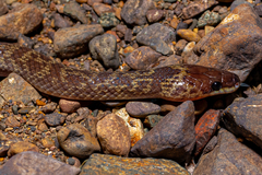 Lycodon hypsirhinoides