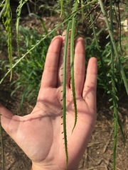 Parkinsonia aculeata