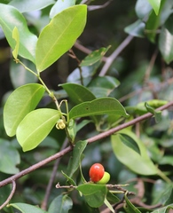 Artabotrys monteiroae