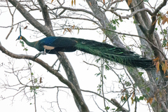 Pavo muticus imperator