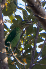 Psilopogon faiostrictus