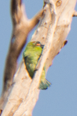 Psilopogon duvaucelii