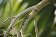 Phelsuma cepediana