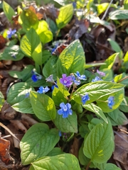 Omphalodes verna