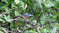 Sittiparus castaneoventris