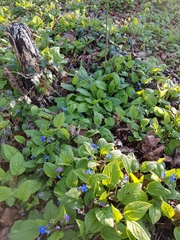 Omphalodes verna