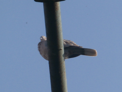 Streptopelia decaocto