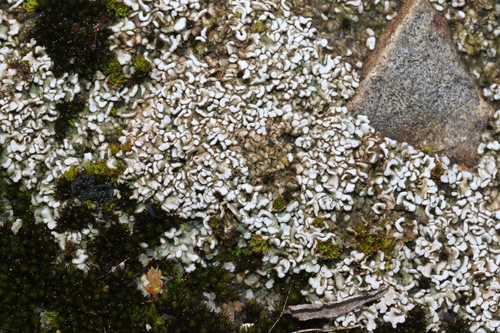 Psora cerebriformis image