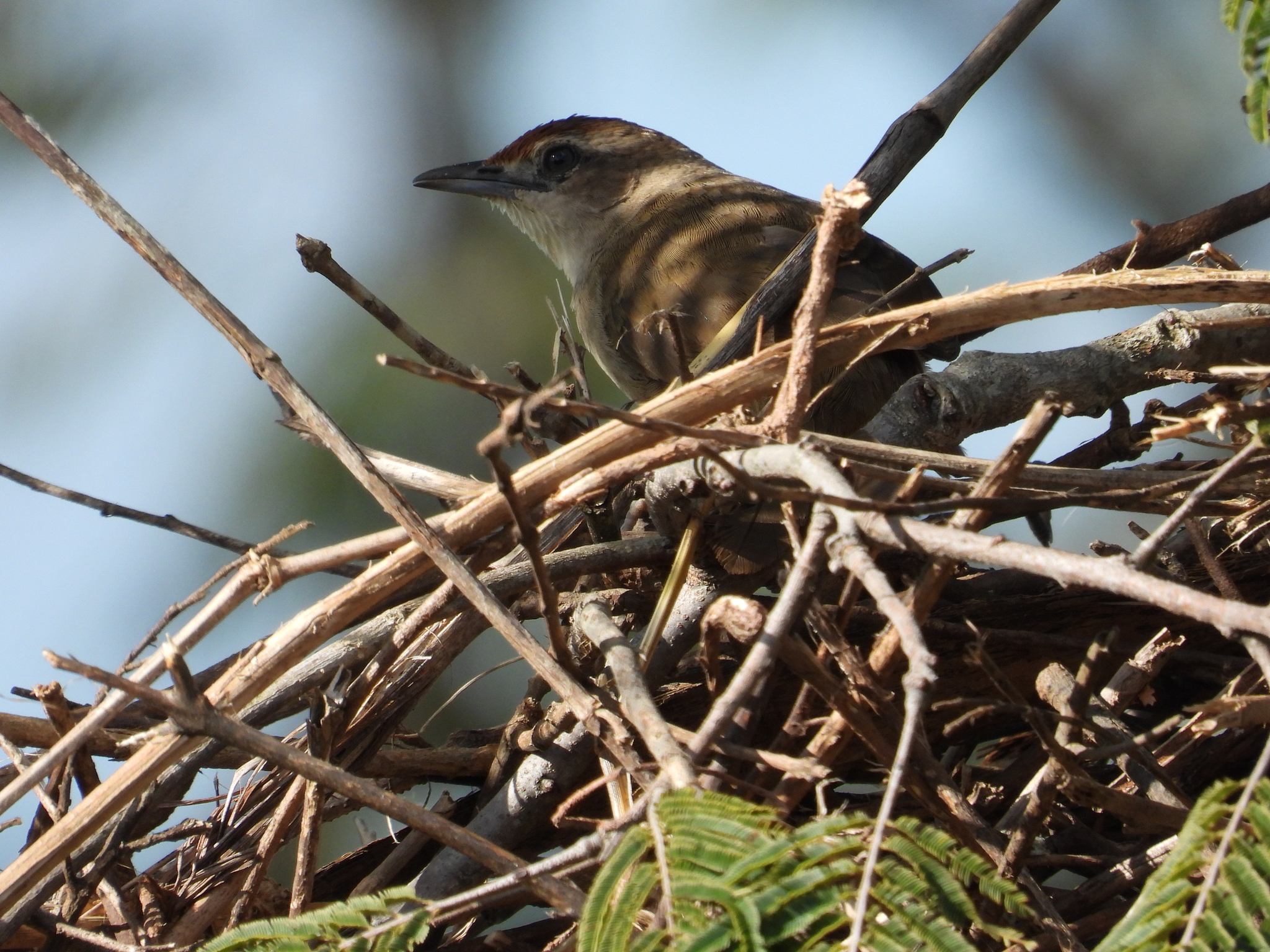 Rufous-fronted Thornbird (Phacellodomus rufifrons), photo 9