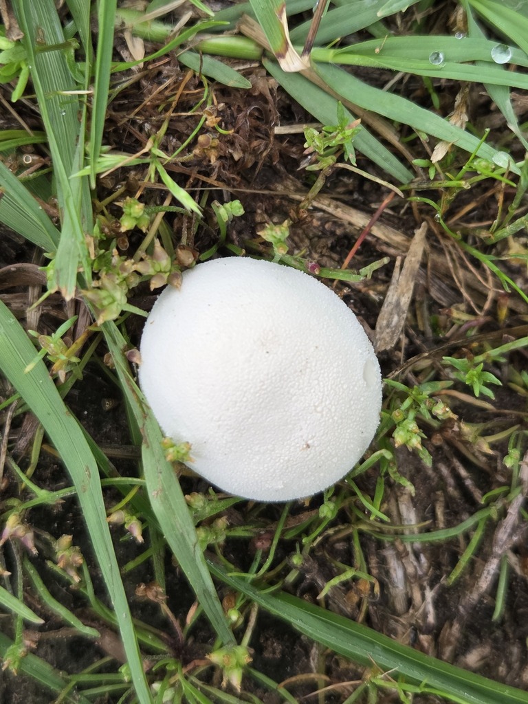 Lycoperdon pratense · April 2026 · photo: © jthomlinson (iNaturalist, cc-by)