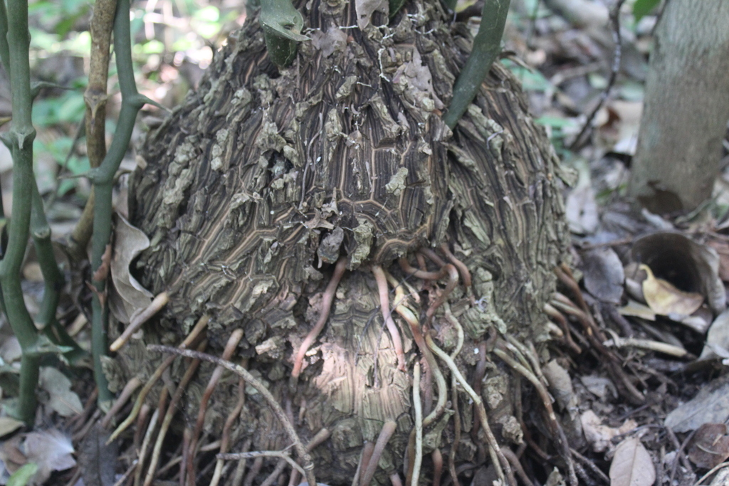 Dioscorea mexicana 2