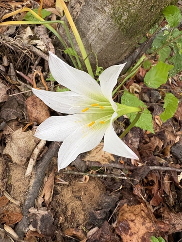 Zephyranthes atamasco, photograph 6
