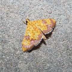 Isocentris filalis