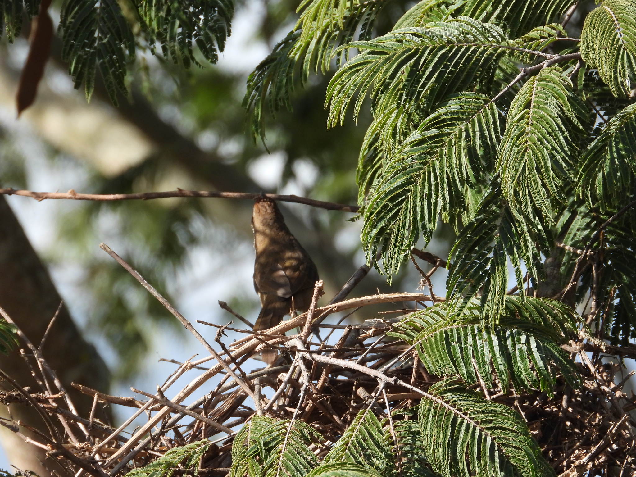 Rufous-fronted Thornbird (Phacellodomus rufifrons), photo 10