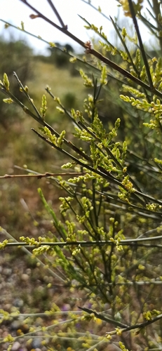 Yellow Bridal Broom
