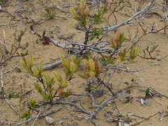 Salix saxatilis
