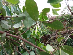 Xylopia