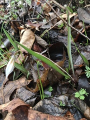 Erythronium albidum