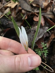 Erythronium albidum