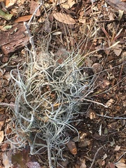 Tillandsia recurvata image