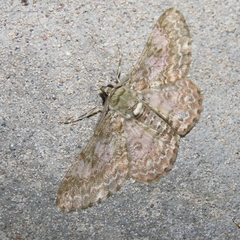 Cleora alienaria