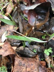Erythronium albidum