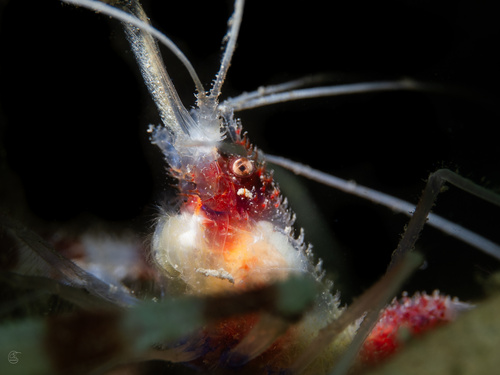 Banded Coral Shrimp, Hawaii, US, photo 10 of 10