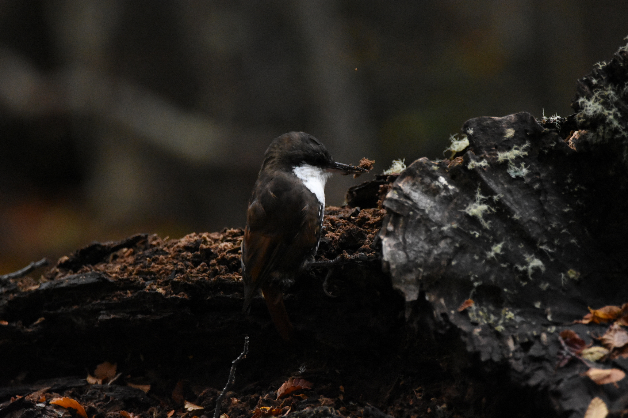 White-throated Treerunner (Pygarrhichas albogularis), photo 6