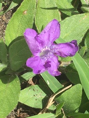 Ruellia caroliniensis image