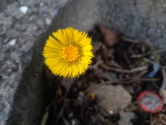 Tussilago farfara