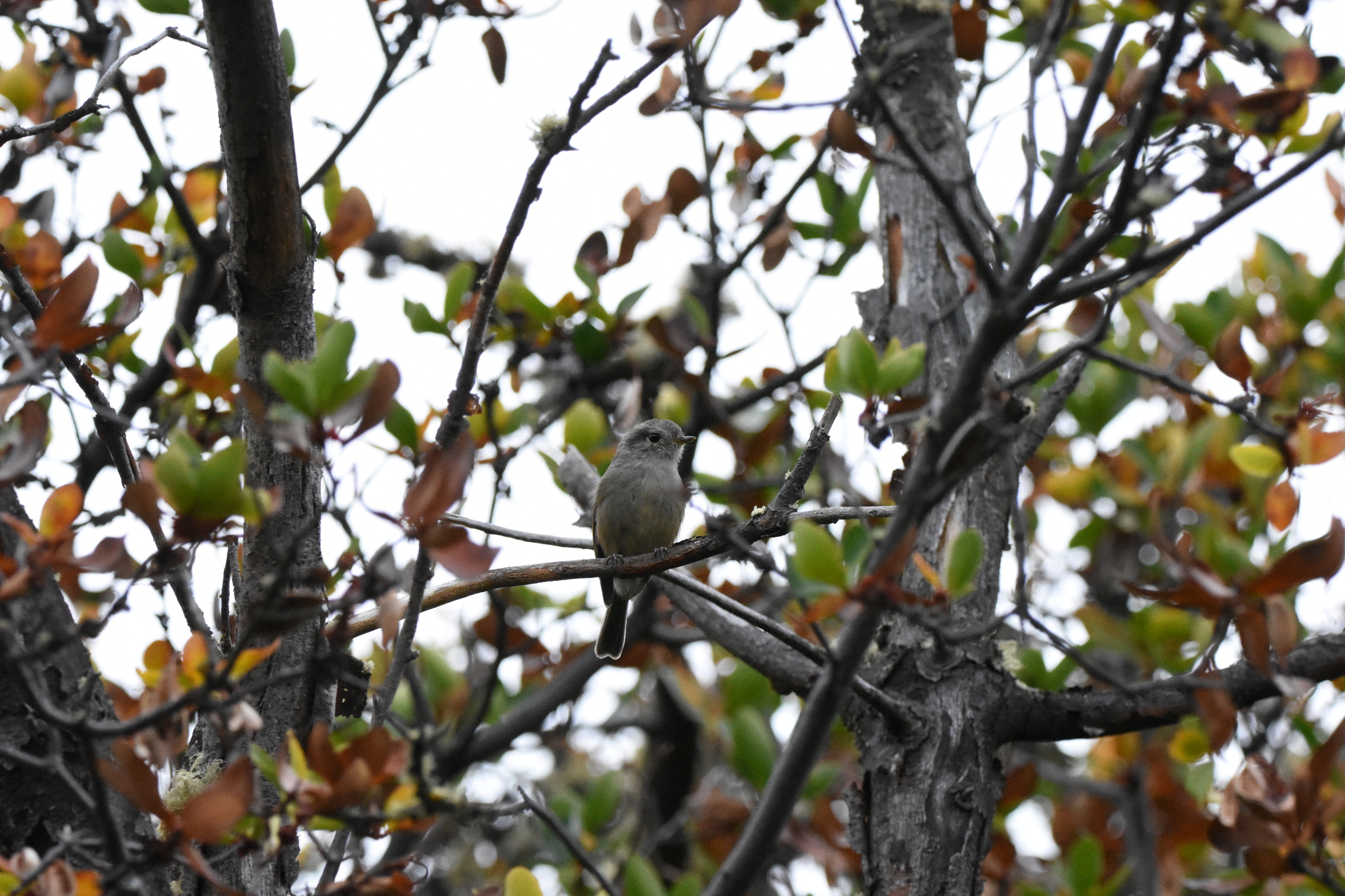 Patagonian Tyrant (Colorhamphus parvirostris), photo 10