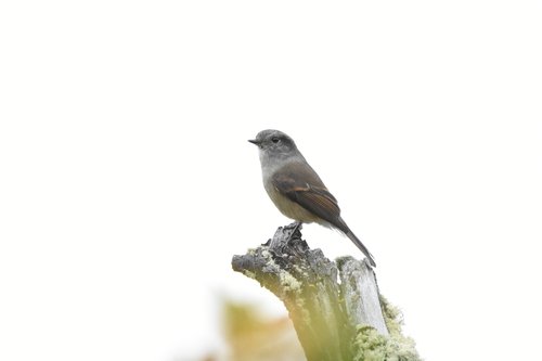 Patagonian Tyrant (Colorhamphus parvirostris), photo 9