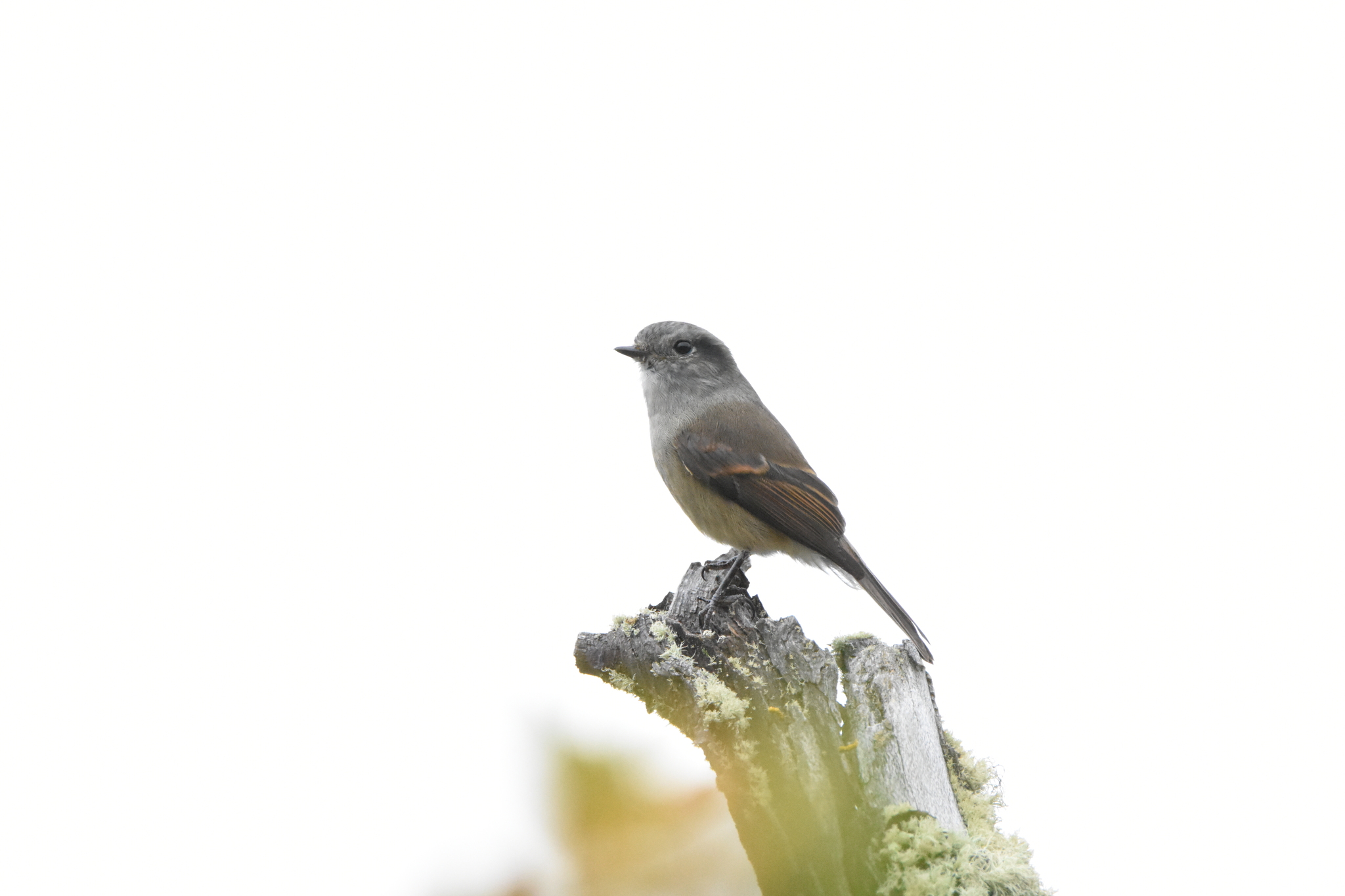 Patagonian Tyrant (Colorhamphus parvirostris), photo 9