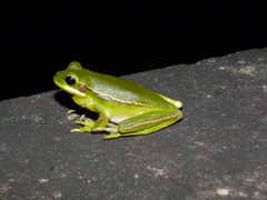 Boana prasina