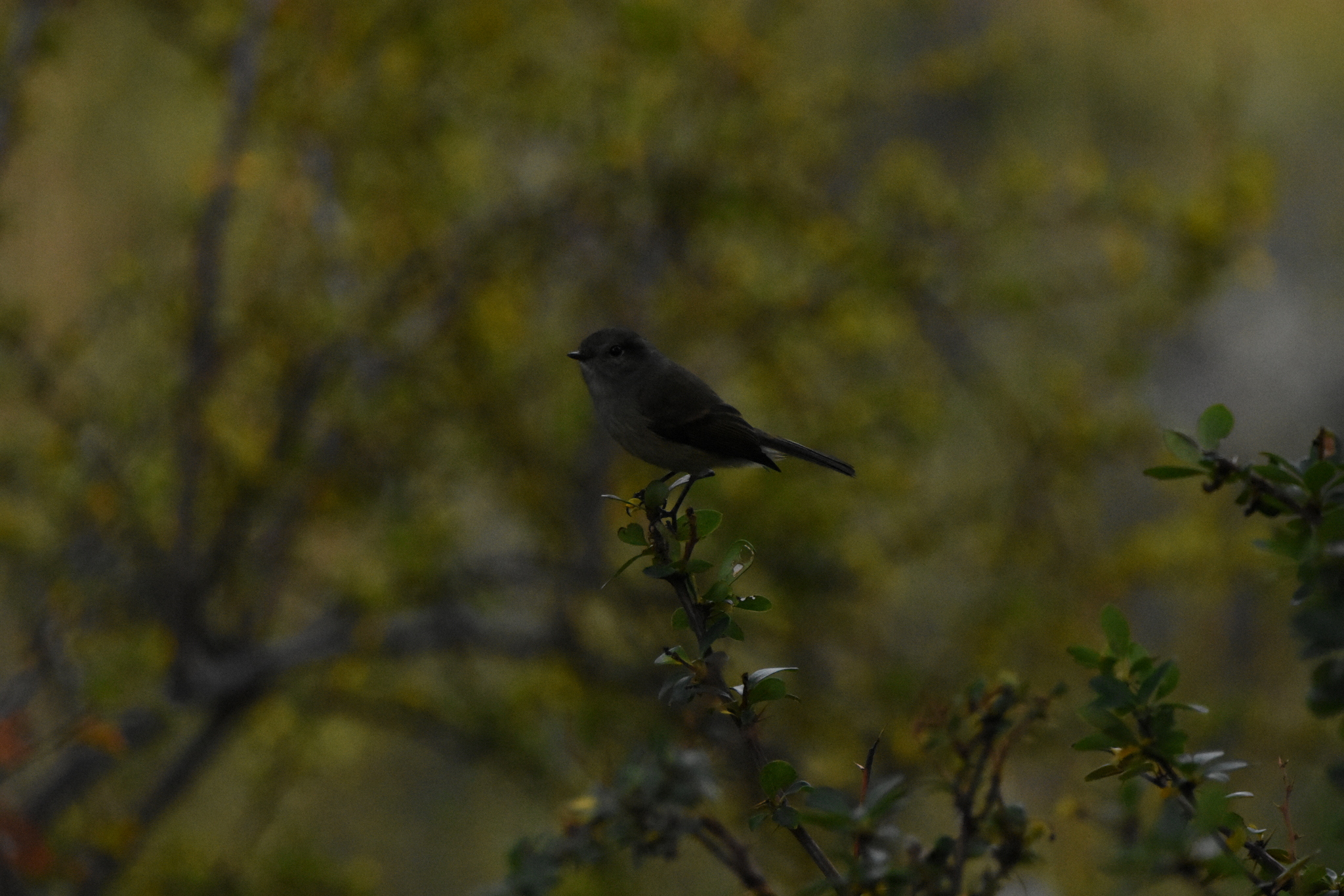 Patagonian Tyrant (Colorhamphus parvirostris), photo 8
