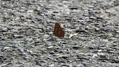 Symbrenthia lilaea formosanus