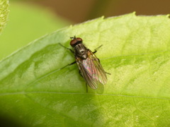Diptera