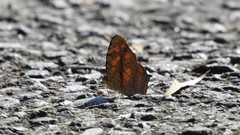 Symbrenthia lilaea formosanus