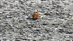 Symbrenthia lilaea formosanus