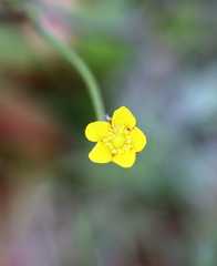 Ranunculus auricomus
