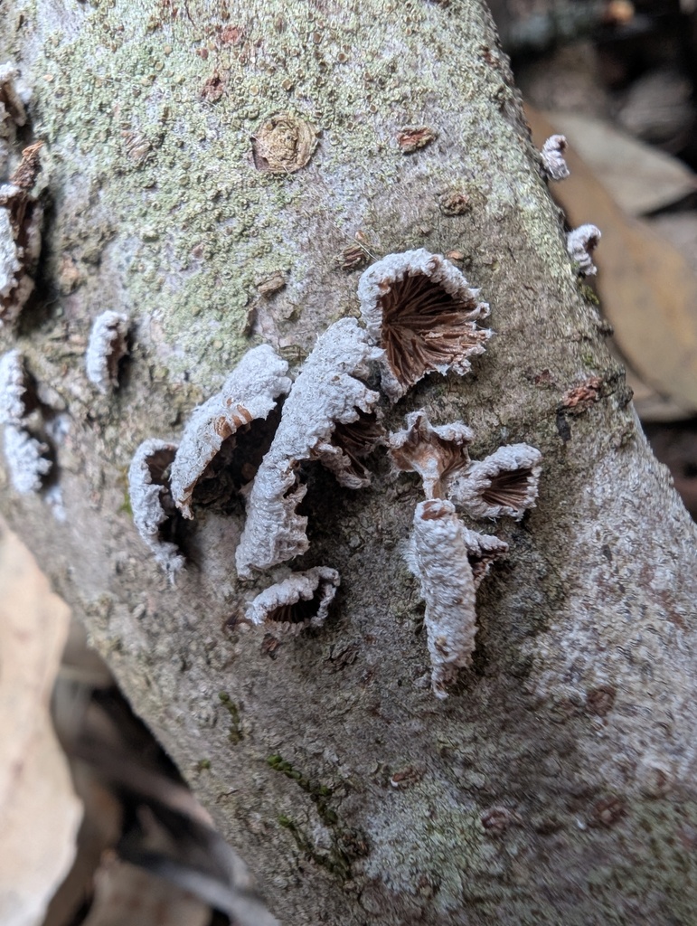 Schizophyllum commune · April 2026 · photo: © atsushi_nakajima_cirque (iNaturalist, cc-by)