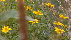 Heliopsis parvifolia