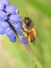 Osmia bicornis
