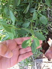 Borrichia frutescens