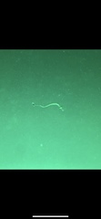 Syngnathidae
