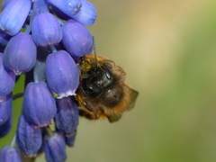 Osmia bicornis
