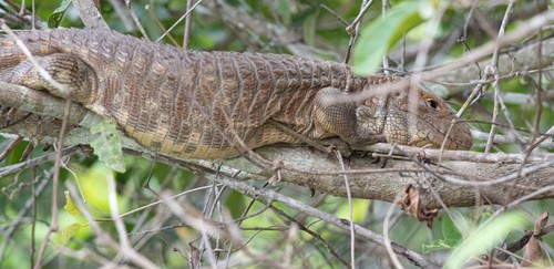 Paraguay Caiman Lizard