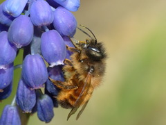 Osmia bicornis