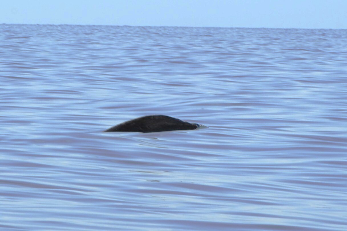 Mesoplodon densirostris